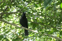 Black Butcher bird