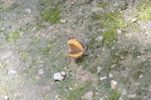 Australian Rustic (Cupha prosope) Butterfly