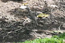 Bush stone-curlew