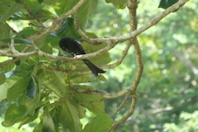 Spangled Drongo