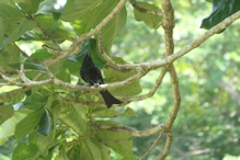 Spangled Drongo