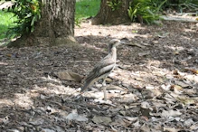 Bush stone-curlew