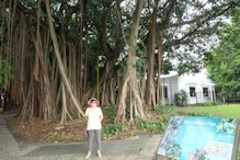 Fig tree in the middle of Cairns