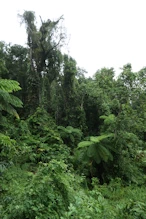 The very green jungle beside the flow