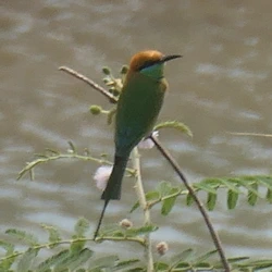 Bee eater