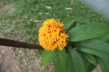 Frangipani like plant