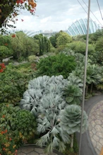 Fan palms from suspended walkway