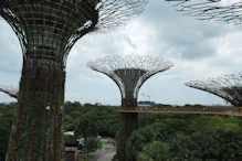 View from suspended walkway