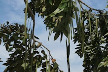 Tree with long seed pods