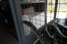Python in cage