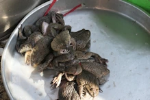 Market (quiet due to new year) frogs