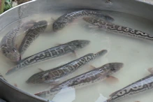 Market (quiet due to new year) catfish