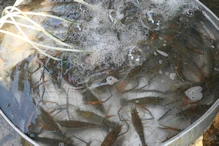 Market (quiet due to new year) prawns