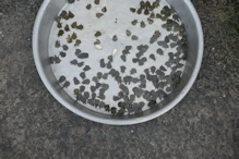 Market (quiet due to new year) baby turtles