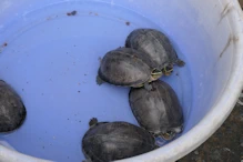 Market (quiet due to new year) mature tortises