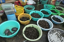 Market (quiet due to new year) snails of various sizes