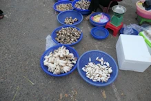 Market (quiet due to new year) fungi