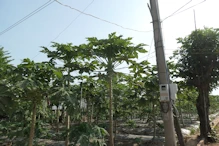 Pawpaw trees