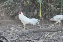 White rooster
