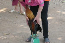Fighting cock being weighed in