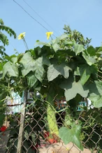 Gourd vine