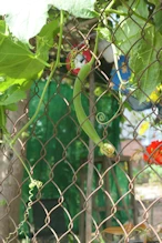 Gourd vine