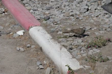 A Zebra Dove (Geopelia striata)