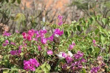 Yellow-vented bulbul in bougainvillea
