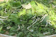 Silk worms