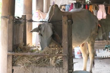 Cow under house