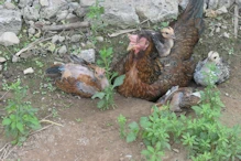 Hen with biggish chickens