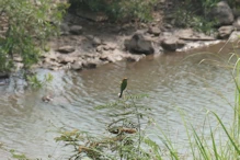 Asian Green Bee-Eater