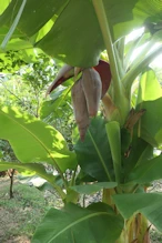 Large banana flower