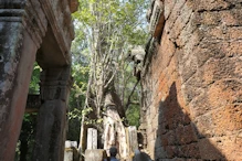 Tree growing in structure