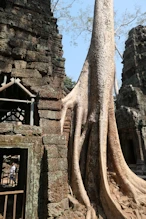 Tree growing in structure