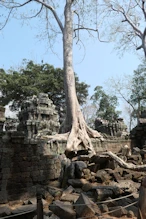 Tree growing in structure