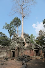 Tree growing in structure