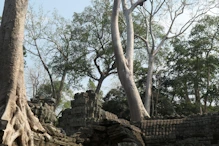 Tree growing in structure