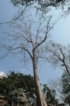 Top of tree growing in structure