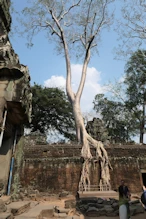 Tree growing in structure