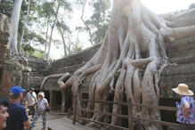 Tree growing in structure