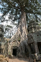 Film star tree in temple