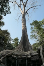 Big tree growing in structure