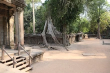 Tree growing in structure