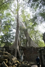 Big trees one with large buttress