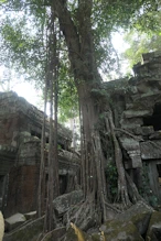 Tree growing in structure