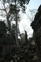 Tree growing in structure