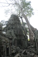 Tree growing in structure