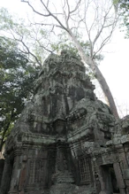 Tree growing in structure