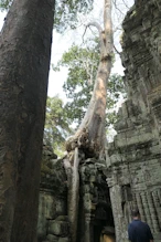 Tree growing in structure